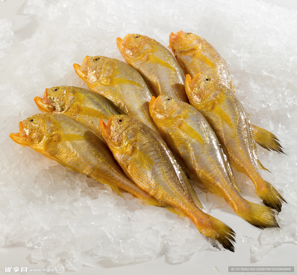 小黃魚