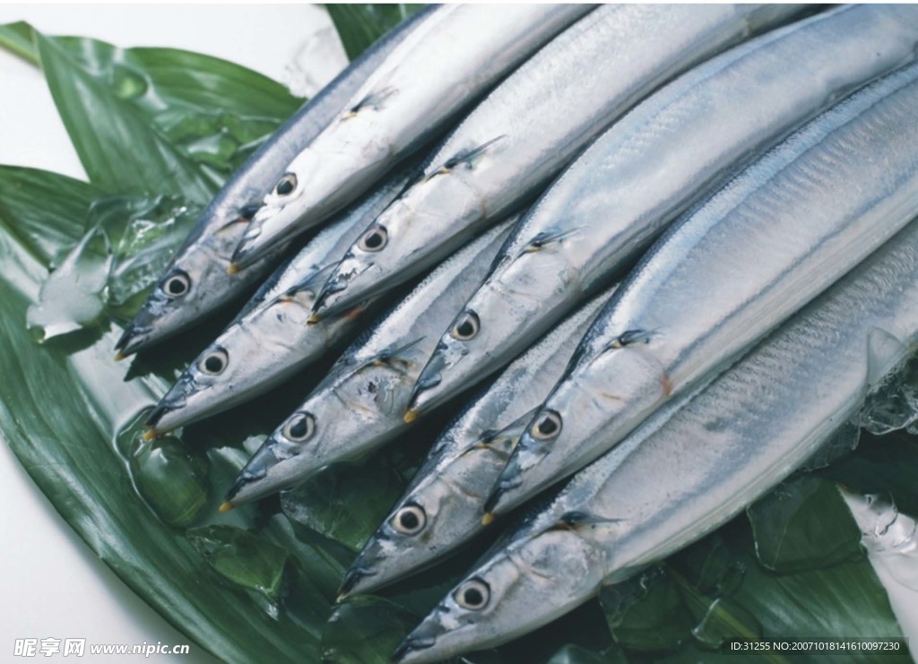 帶魚