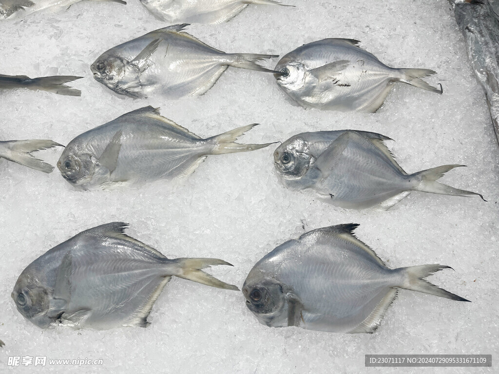 鯧魚