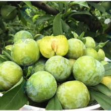 李子