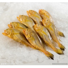 小黃魚