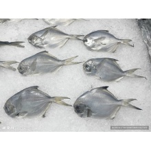 鯧魚